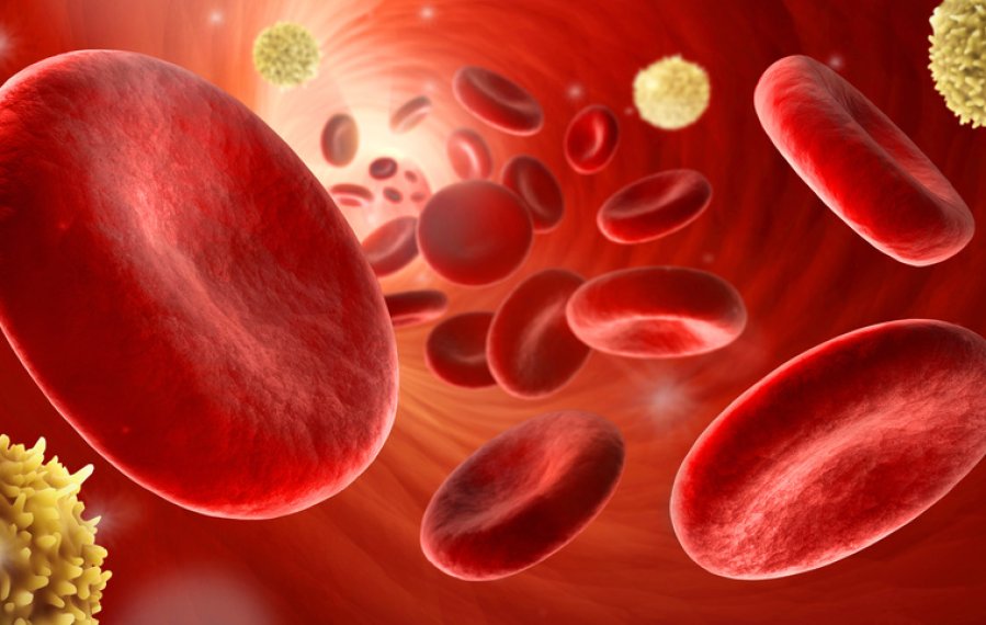Ein animiertes Bild von roten Blutkörperchen in der Blutbahn.