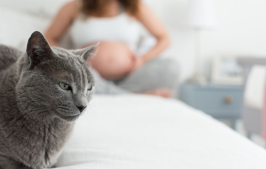 Im Vordergrund sitzt eine Katze auf einem Bett. Im Hintergrund sitzt eine schwangere Frau im Schneidersitz ebenfalls auf dem Bett. Sie legt ihre Hände auf ihren Bauch.